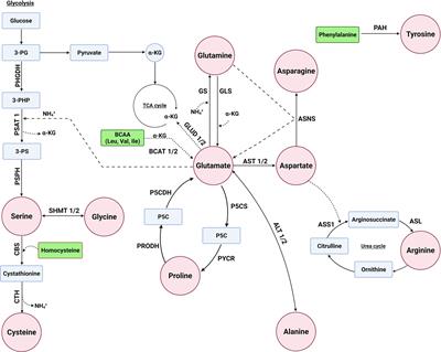 Amino Acid Metabolic Vulnerabilities in Acute and Chronic Myeloid Leukemias